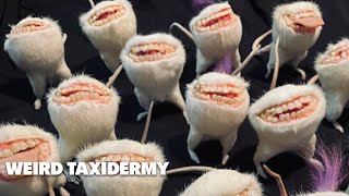 Weird Taxidermy  Ep 17  True Weird Stuff [upl. by Pascale]