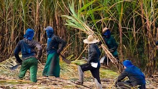 Curso Cultivo de Canadeaçúcar para Produção de Cachaça  Colheita  Cursos CPT [upl. by Scornik663]