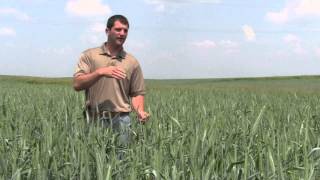 Triticale Nurse Crop from Millborn Seeds [upl. by Cheyney]