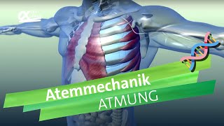 Atemmechanik Was passiert bei der Atmung  einfach erklärt  alpha Lernen erklärt Biologie [upl. by Sathrum653]