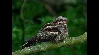 Nightjar singing in daylight [upl. by Eetnwahs]