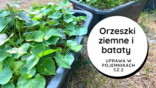 Czy uprawa w kastrach jest bezpieczna🥜🥜🥜Jak rosną orzeszki ziemne Jak uprawiam bataty i orzeszki [upl. by Brader]