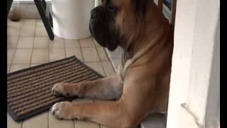 When A Bullmastiff Watching [upl. by Hoj]