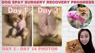 Dog Spay Recovery Progress day by day amp Helpful Tips [upl. by Reahard]