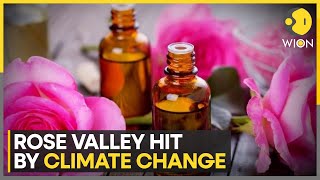 Threat to Bulgarias Rose Valley as harvesting season starts a month early  World News  WION [upl. by Annaul]