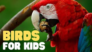 Birds for Kids  Learn all about Birds in this fun introduction to these great animals [upl. by Aeresed330]