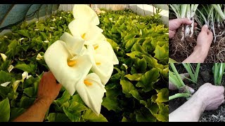 How to Grow and care for Calla Lily  10 years of experience [upl. by Nospmis388]