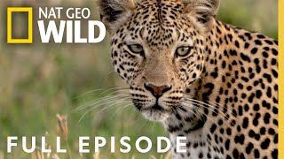 Leopards Rock Full Episode  Savage Kingdom [upl. by Hurd]