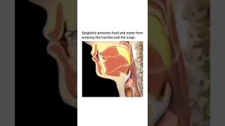 Epiglottis function human humanbody mbbs [upl. by Hannavahs]