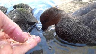 Nibbles the Happy Duck Gadwall [upl. by Yrro]