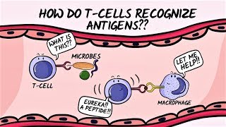 Q amp A How do Tcells recognize antigens [upl. by Edge]