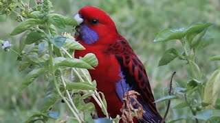 Crimson Rosella Parrot  Beautiful Australian Birds Red Parrot Bird [upl. by Austina]