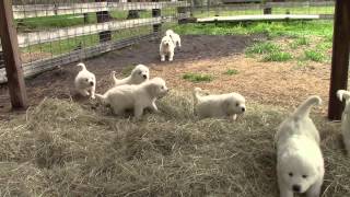 Great Pyrenees puppies 37 days old Video 3 taken 03012015 [upl. by Isobel727]