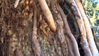 First discovery of adventitious roots [upl. by Thurston]