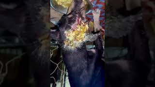 Boiling Oil Poured Over Helpless Dog’s Head Melting His Skin amp Threatening His LifeSTORY BELOW [upl. by Okimuk]