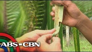 Cocolisap threatens 1M coconut trees [upl. by Enomal528]