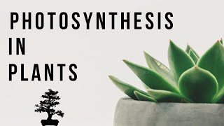 What is Photosynthesis  Photosynthesis In Plants  Science  Biology  Letstute [upl. by Renita790]