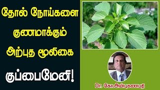 தோல் நோய்களை குணமாக்கும் அற்புத மூலிகை குப்பைமேனி  Kuppaimeni remedy for skin problems [upl. by Flodur]