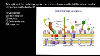 How bacteriophage attach to a host cell [upl. by Esiocnarf293]