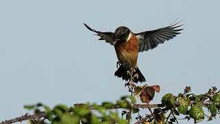 stonechat in flight and feeding on insects [upl. by Zebulon]