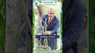 Hadjod Cissus quadrangularis Benefits amp Uses by MDAyurveda Expert  Bone and Joint Health [upl. by Camey]