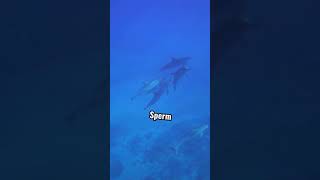 Amazing facts about the Sperm Whales  Do you like Sperm Whales  shorts spermwhale ocean [upl. by Atinnek900]