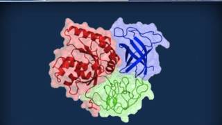 Biochimica strutturale  Proteine ed enzimi [upl. by Woodson]