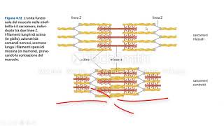 La contrazione muscolare [upl. by Baldridge]