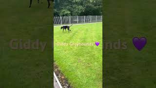 greyhound giddiness 😃💜 [upl. by Zebulen]