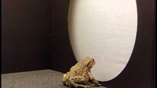 Neuroethology of Toads Part 1 of 3 English Behavioral Responses to Prey Features [upl. by Lectra]