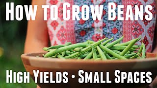 How to Grow Bush Beans  Ultimate Guide For High Yields [upl. by Anyaj]