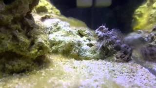 Lawnmower Blenny eating Hair Algea [upl. by Thorlie]