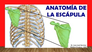 🥇 Anatomía de la ESCÁPULA Omóplato ¡Fácil Rápida y Sencilla [upl. by Nicholson560]