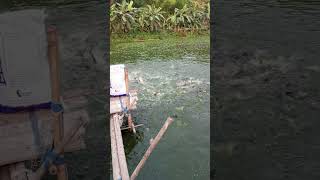 A large number of fish are being fed bigfish fish shorts [upl. by Anayaran268]