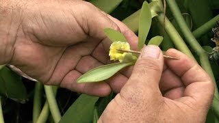 Comment polliniser la fleur de vanille [upl. by Slen]