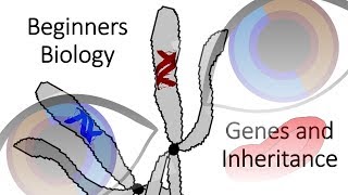 Beginners Biology Genes and Inheritance [upl. by Pfaff]