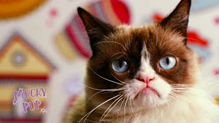 Why was Grumpy Cat SO Grumpy 😸 MORE VIRAL CAT VIDEOS 😂 [upl. by Hedberg]