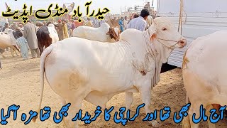 gulabi nukre beautiful bachre  Hyderabad Mandi update  20 March 2024 [upl. by Anitrak]