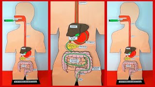 COMO HACER UNA MAQUETA DEL SISTEMA DIGESTIVO FUNCIONAL [upl. by Aisel]