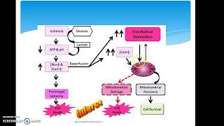 ISCHEMIA REPERFUSION INJURY [upl. by Caressa]