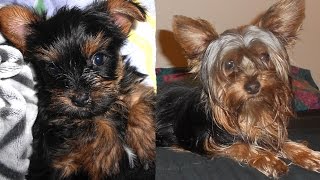 Yorkie Puppy Growing Up [upl. by Odraude859]