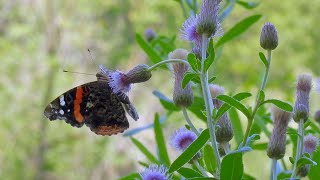 Beautiful Scenes of Summer Wildlife 🦆🦋🌸🐢birds butterflies flowers turtles birdsounds [upl. by Yarak]