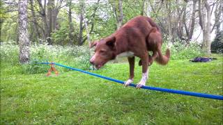 Acrobatic Dog Handstand on Rope [upl. by Oiligriv919]