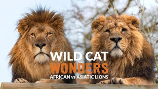 African vs Asiatic LIONS  Wild Cat Wonders  Episode 6 [upl. by Mima]