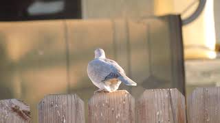 Birds Mourning Doves Eurasian Collared Dove and House Finches Nikon P600 [upl. by Reace]