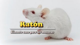 Raton  Alimento de Mascotas [upl. by Castara]