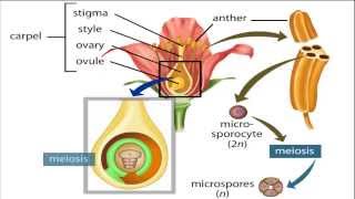 angiosperm life cycle [upl. by Mauldon]