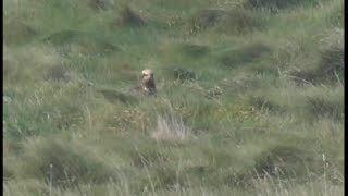 Busard des roseaux  Marsh Harrier  Rohrweihe  Circus aeruginosus [upl. by Dolly]