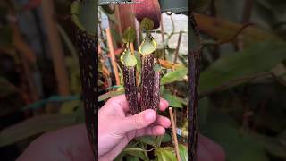 Amazing Nepenthes plant pitchers nepenthes carnivorousplants carnivorousplantsofinstagram [upl. by Ragnar786]