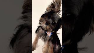 Teacup yorkie first haircut yorkie puppy haircut dior dog [upl. by Haelak]